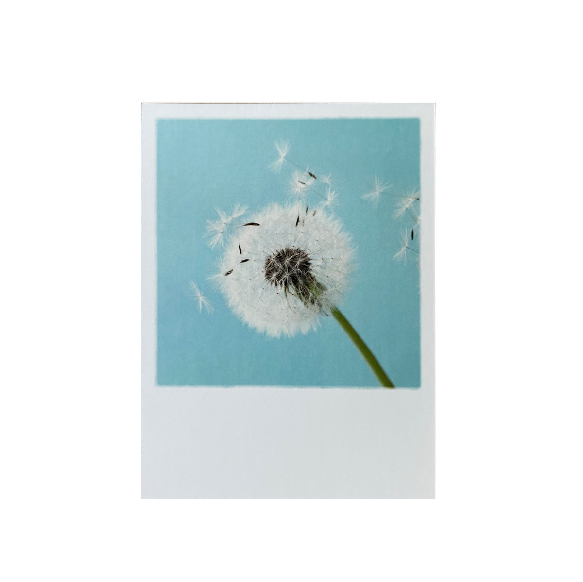 Mini-Postkarte &quot;Pusteblume&quot;