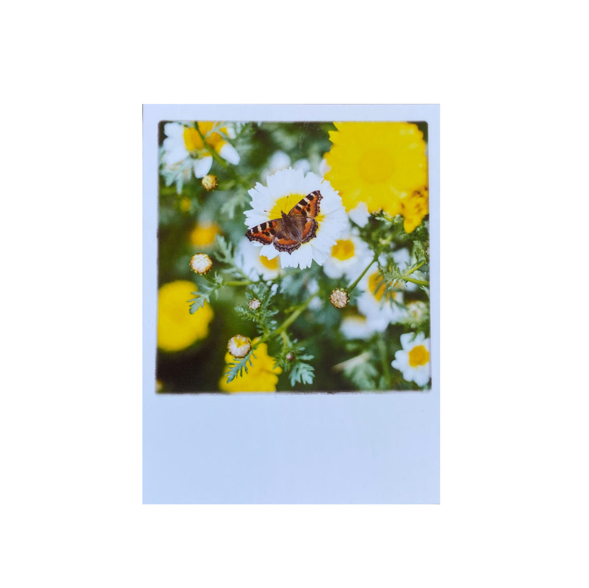 Mini-Postkarte &quot;Butterfly Spring&quot;