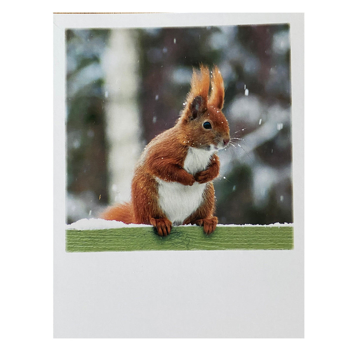 Postkarte Weihnachten &quot;Winter Eichhörnchen&quot;