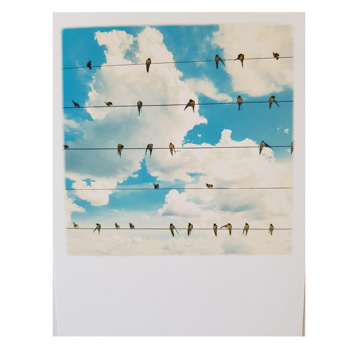 Postkarte &quot;Birds on a Wire&quot;