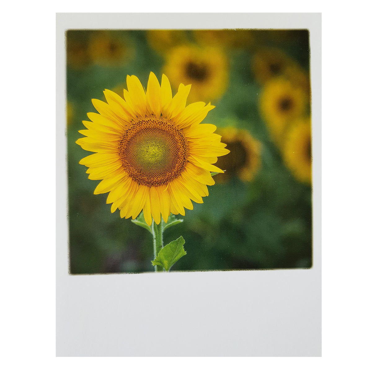 Postkarte &quot;Sunflower&quot;