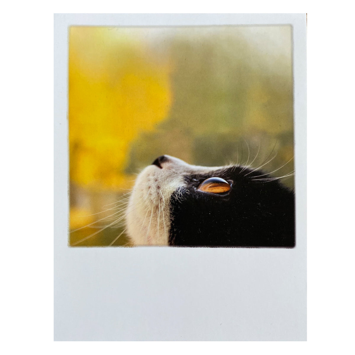 Postkarte  &quot;Cat looking up&quot;